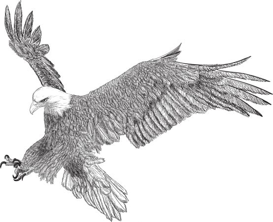 Eagle in Flight
